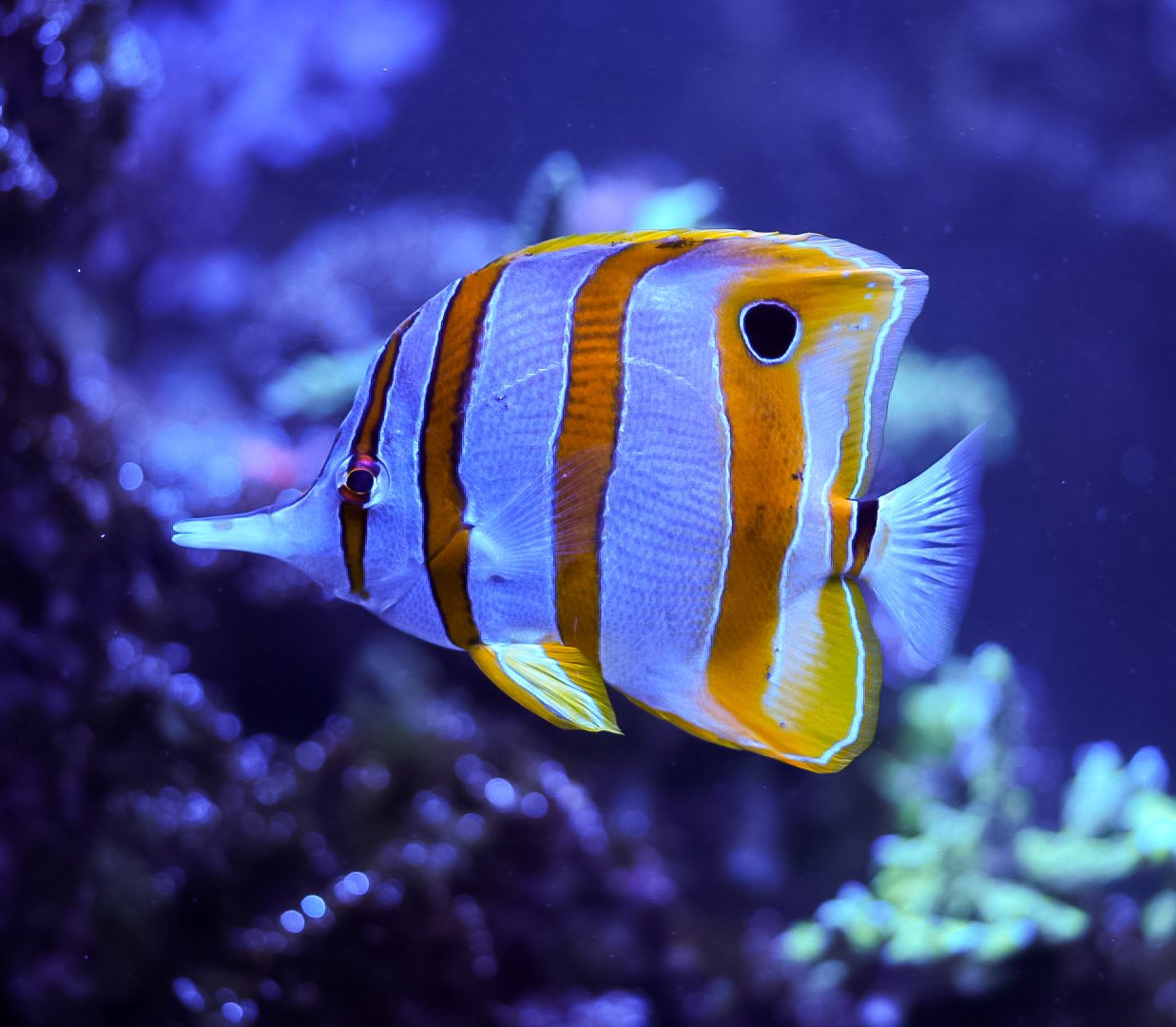 Copperband Butterflyfish