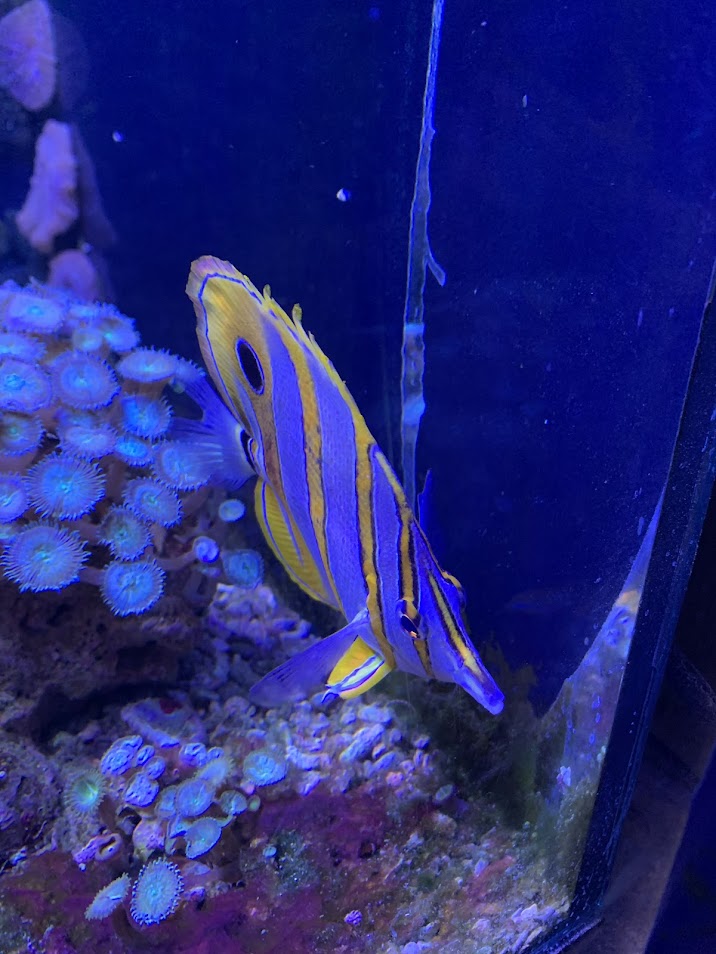 Copperband butterflyfish?