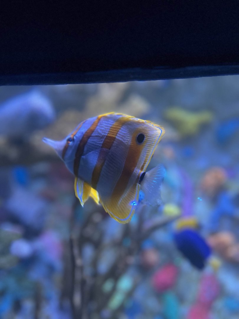 Copperband butterflyfish