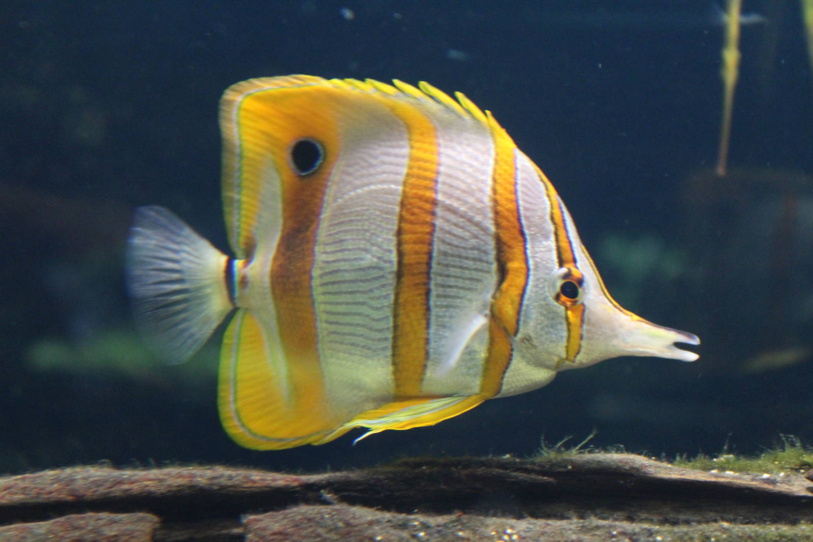 Copperbanded butterflyfish Chester Zoo 11th September 2015