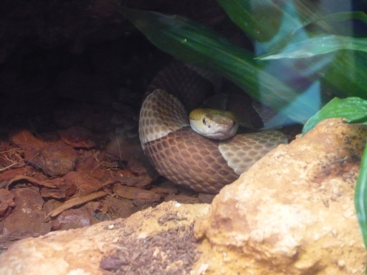 Copperhead (Agkistrodon contortix)