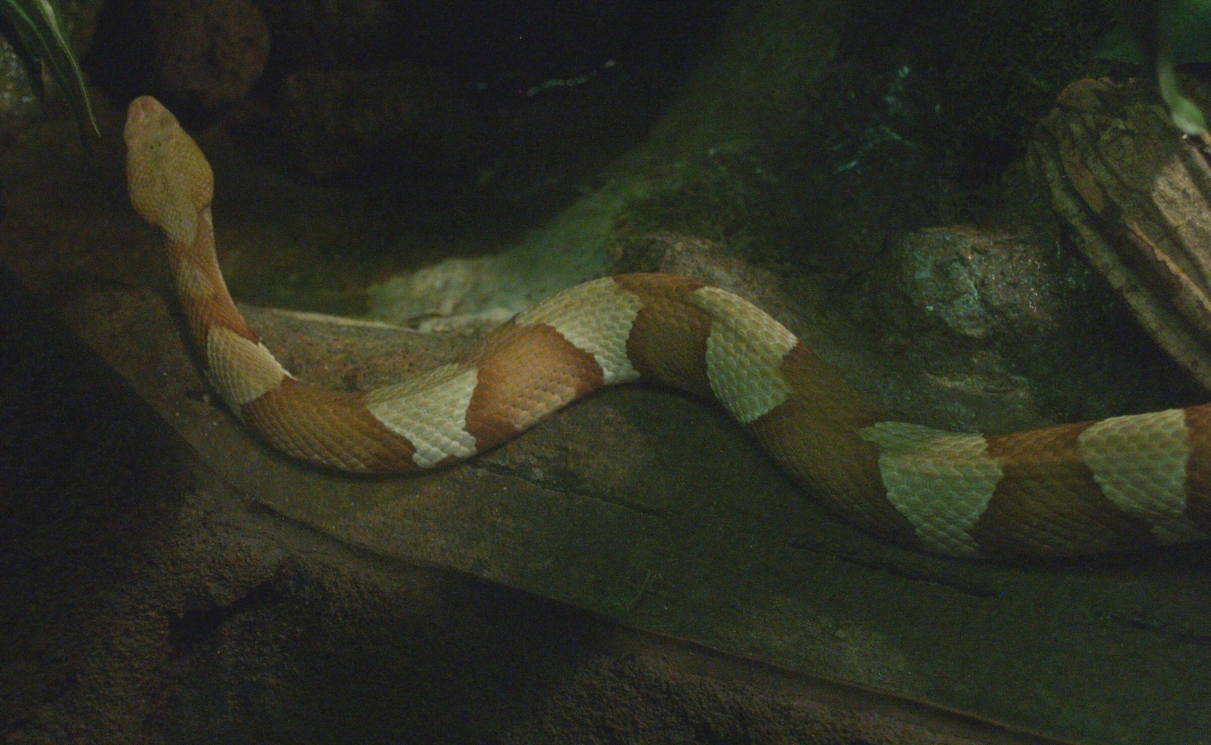 Copperhead (Agkistrodon contortrix), 2014-02-16
