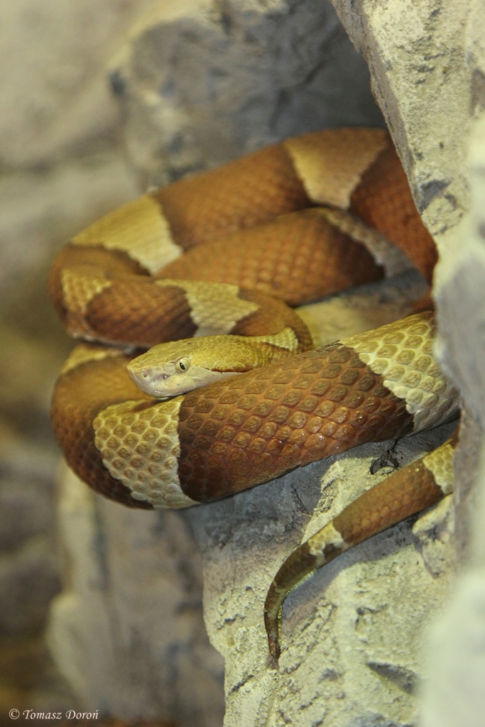Copperhead (Agkistrodon contortrix)