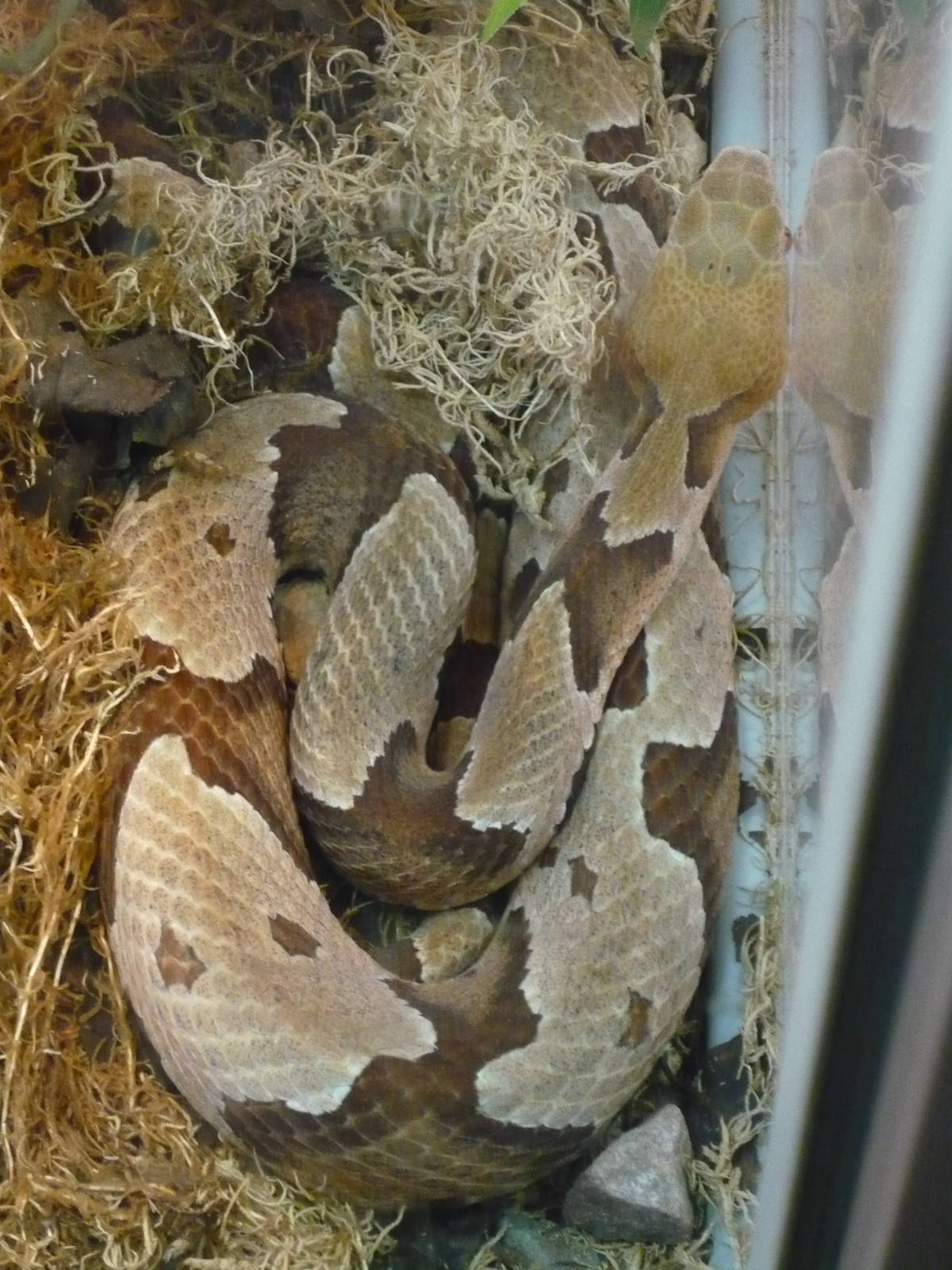Copperhead (Agkistrodon contortrix)