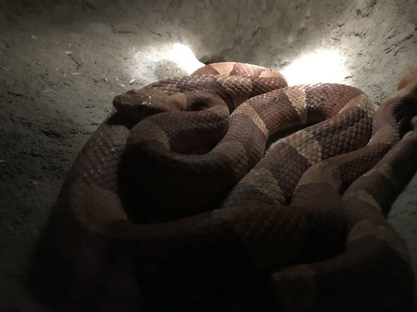 Copperhead (Agkistrodon contortrix)