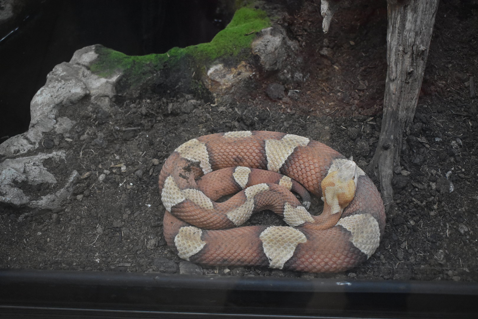 Copperhead (Agkistrodon contortrix)