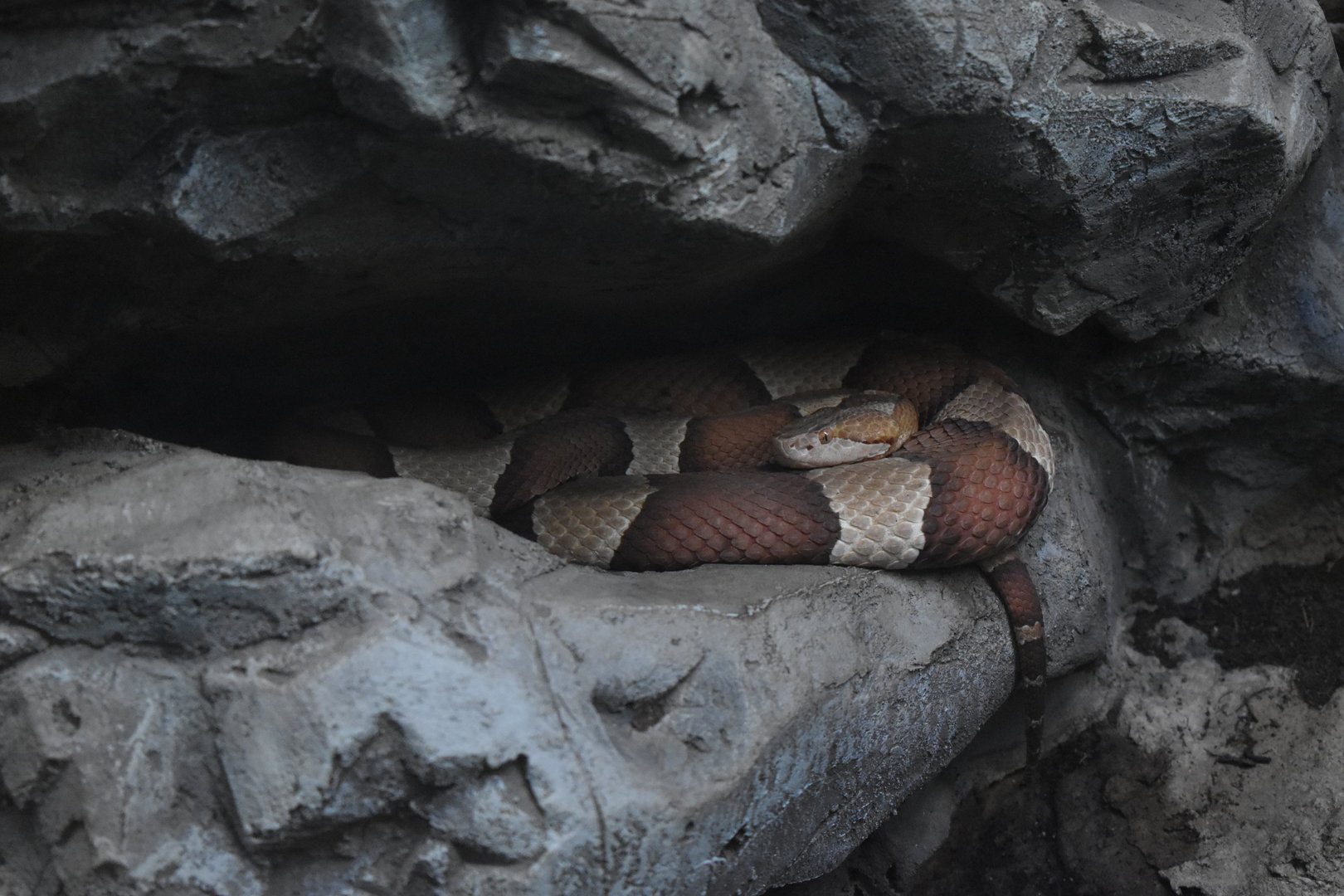 Copperhead (Agkistrodon contortrix)