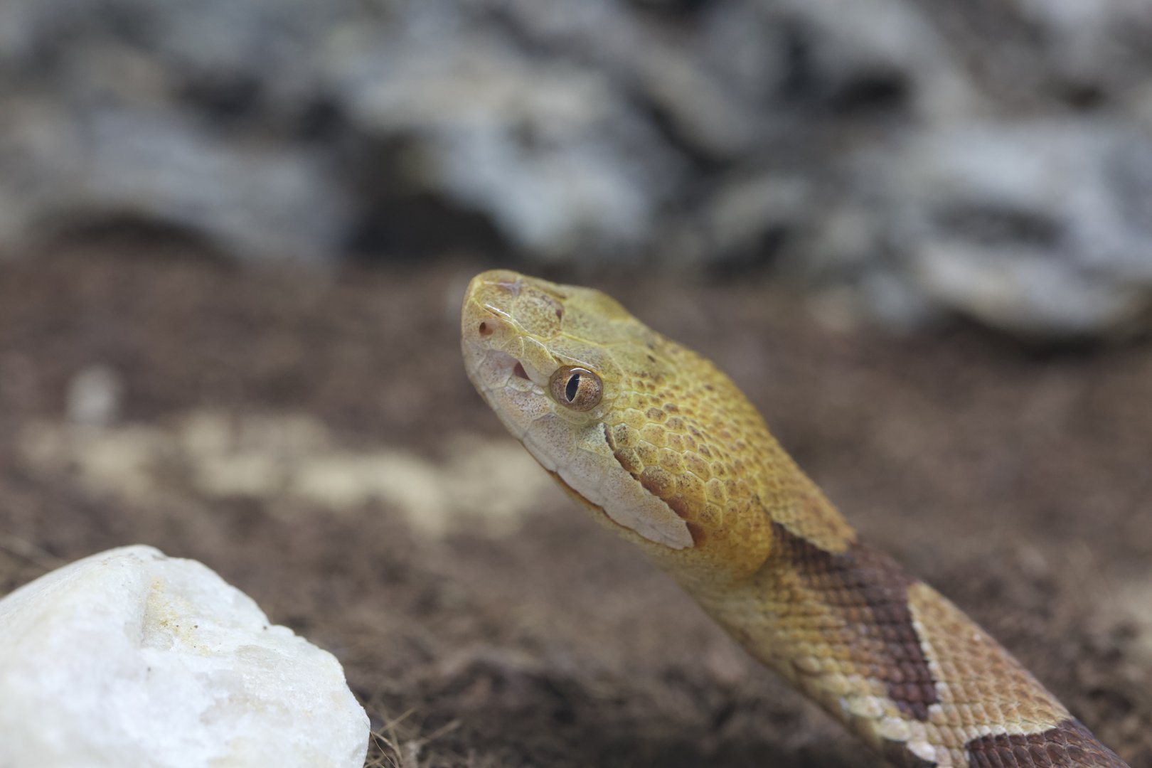 Copperhead/ Agkistrodon contortrix