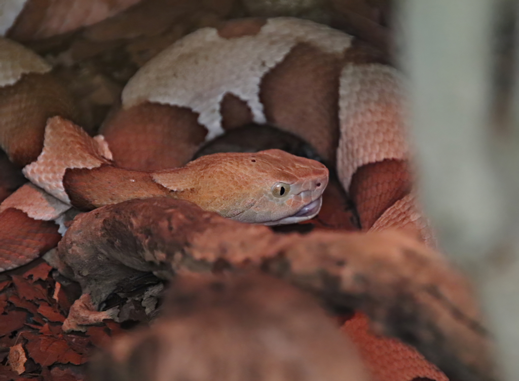 Copperhead (Agkistrodon contortrix)