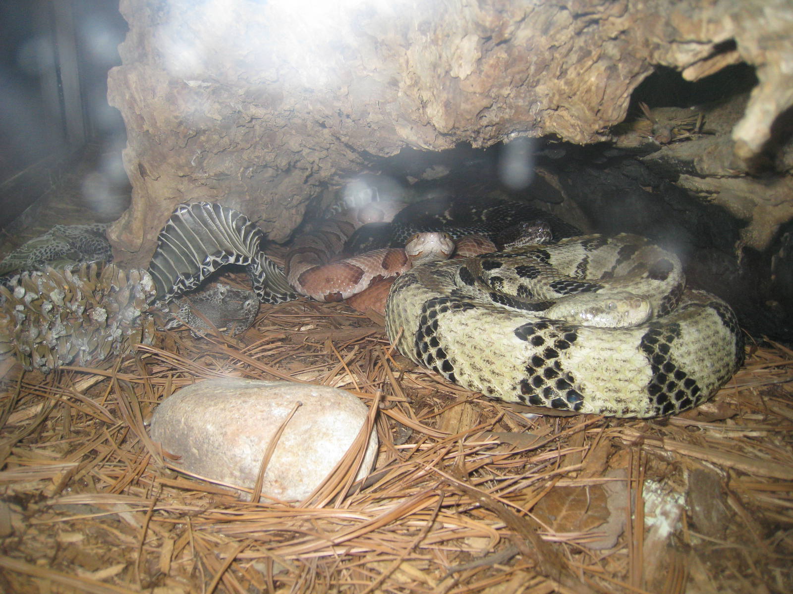 Copperhead and Timber Rattler