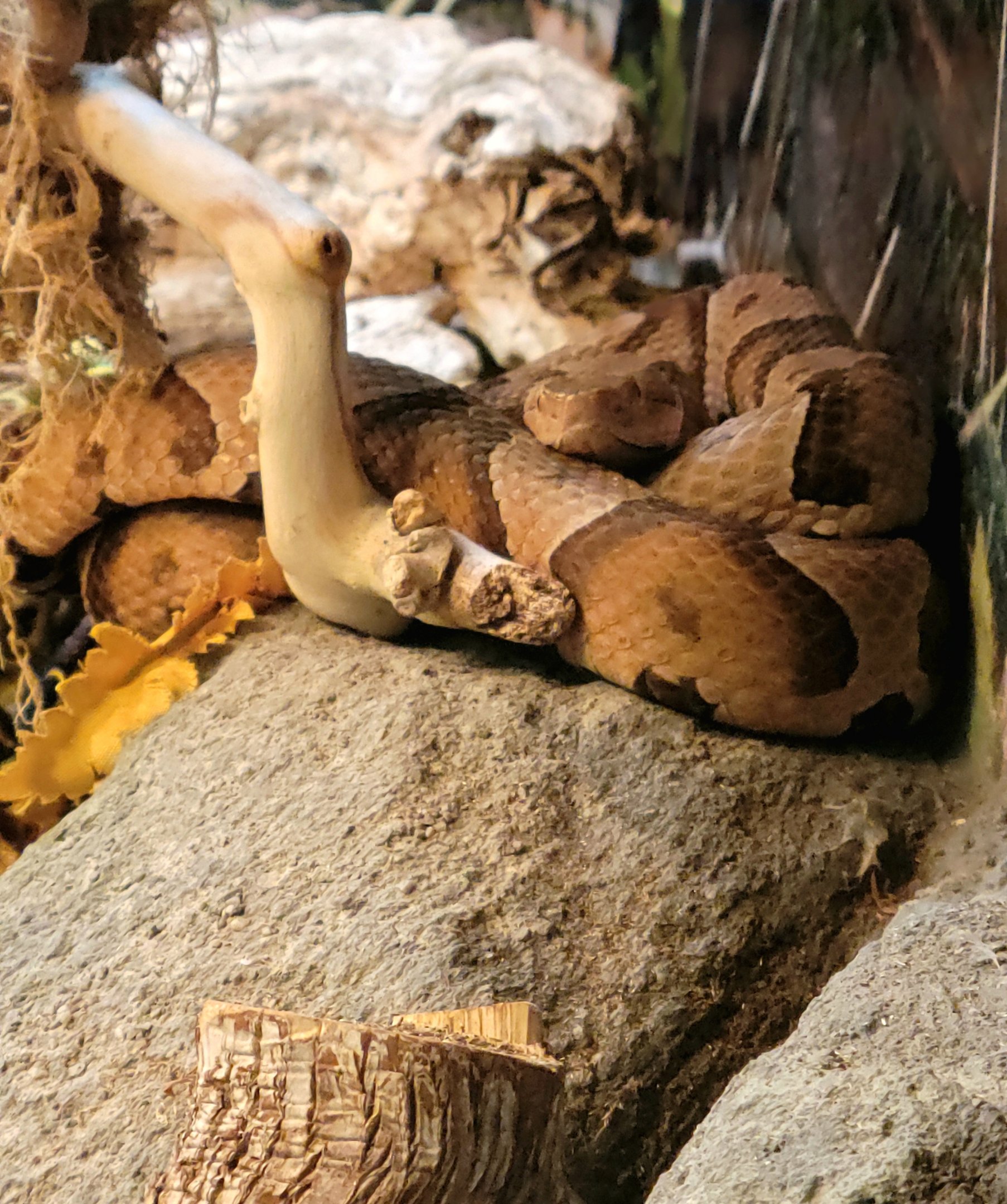 Copperhead-April 2025