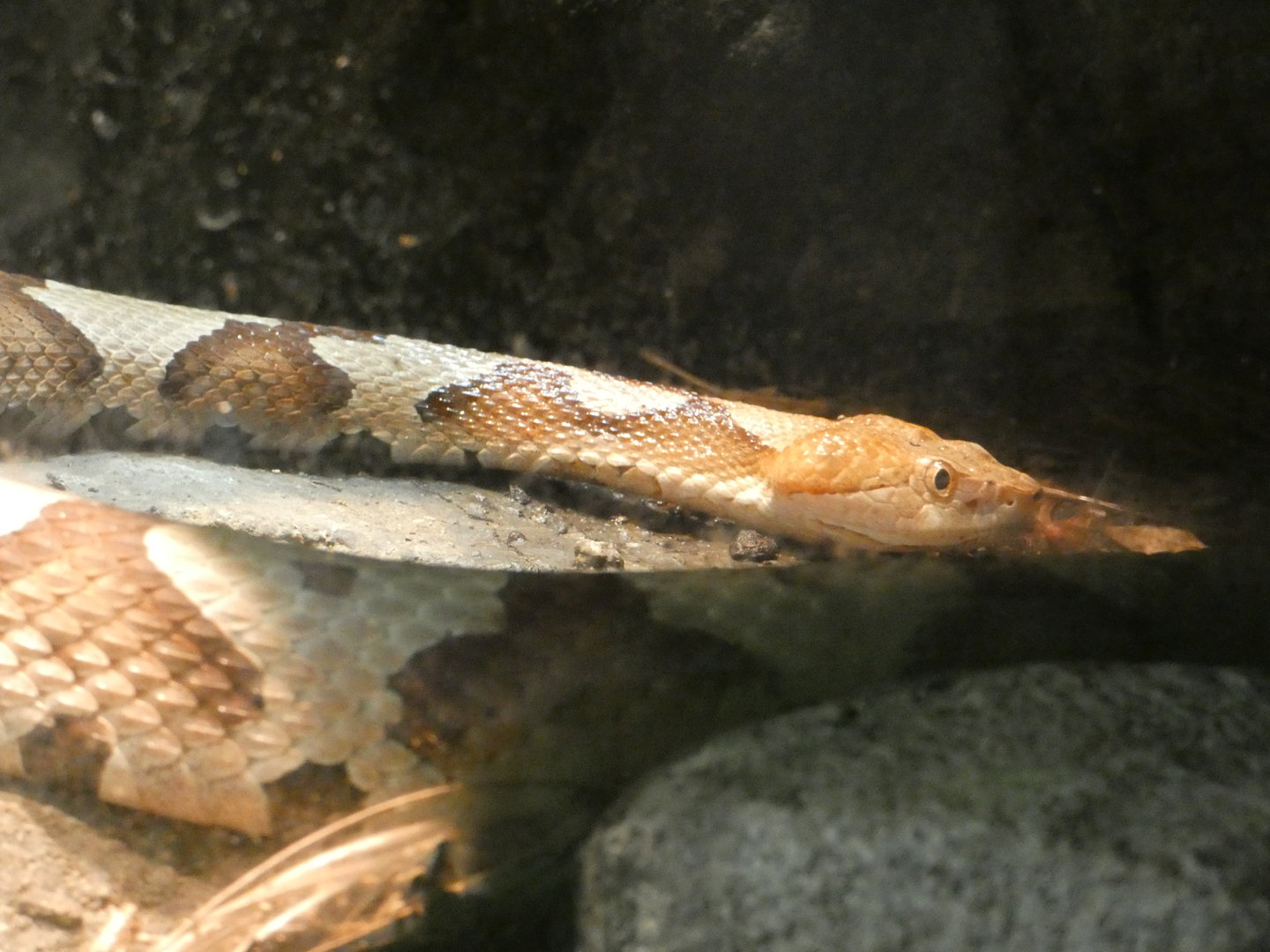 Copperhead at the North Carolina Zoo