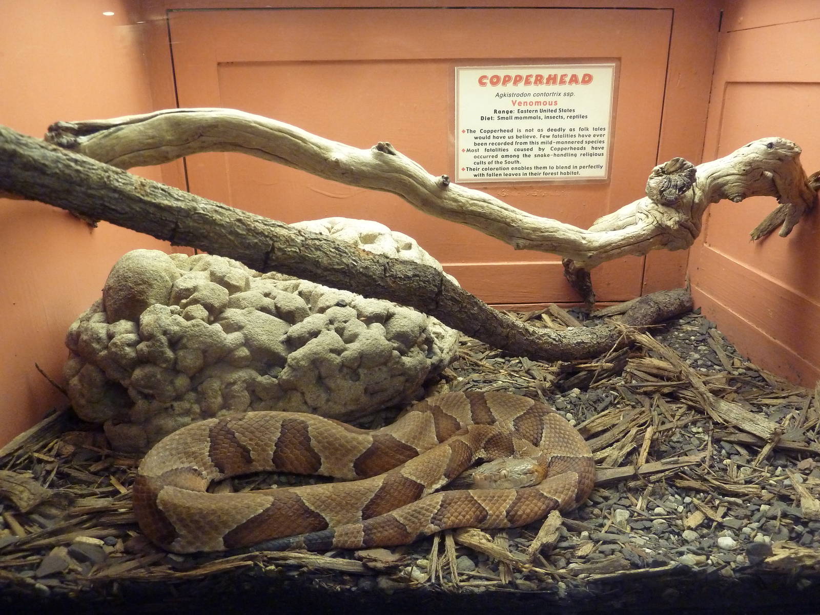 Copperhead Exhibit