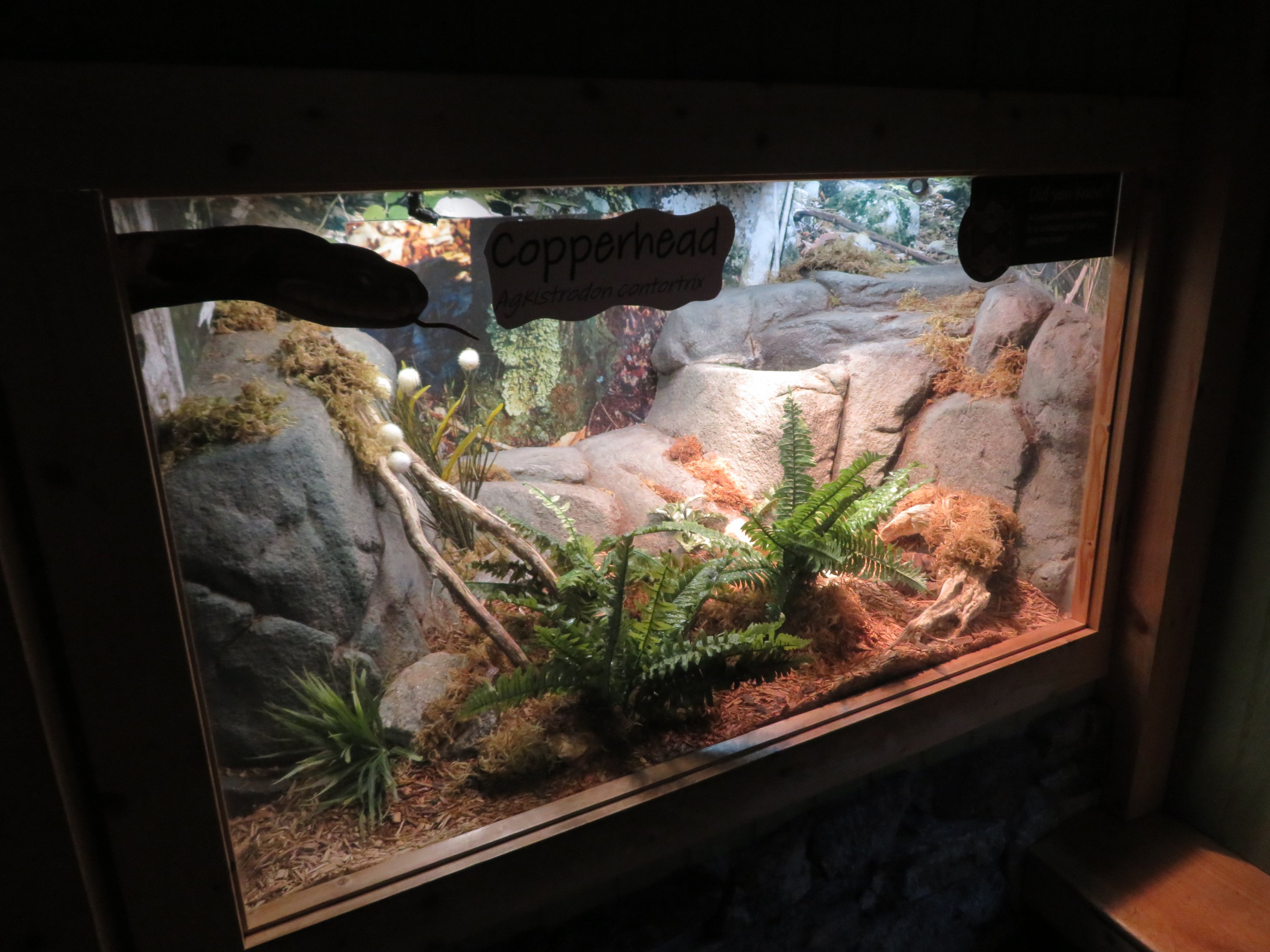 Copperhead Exhibit