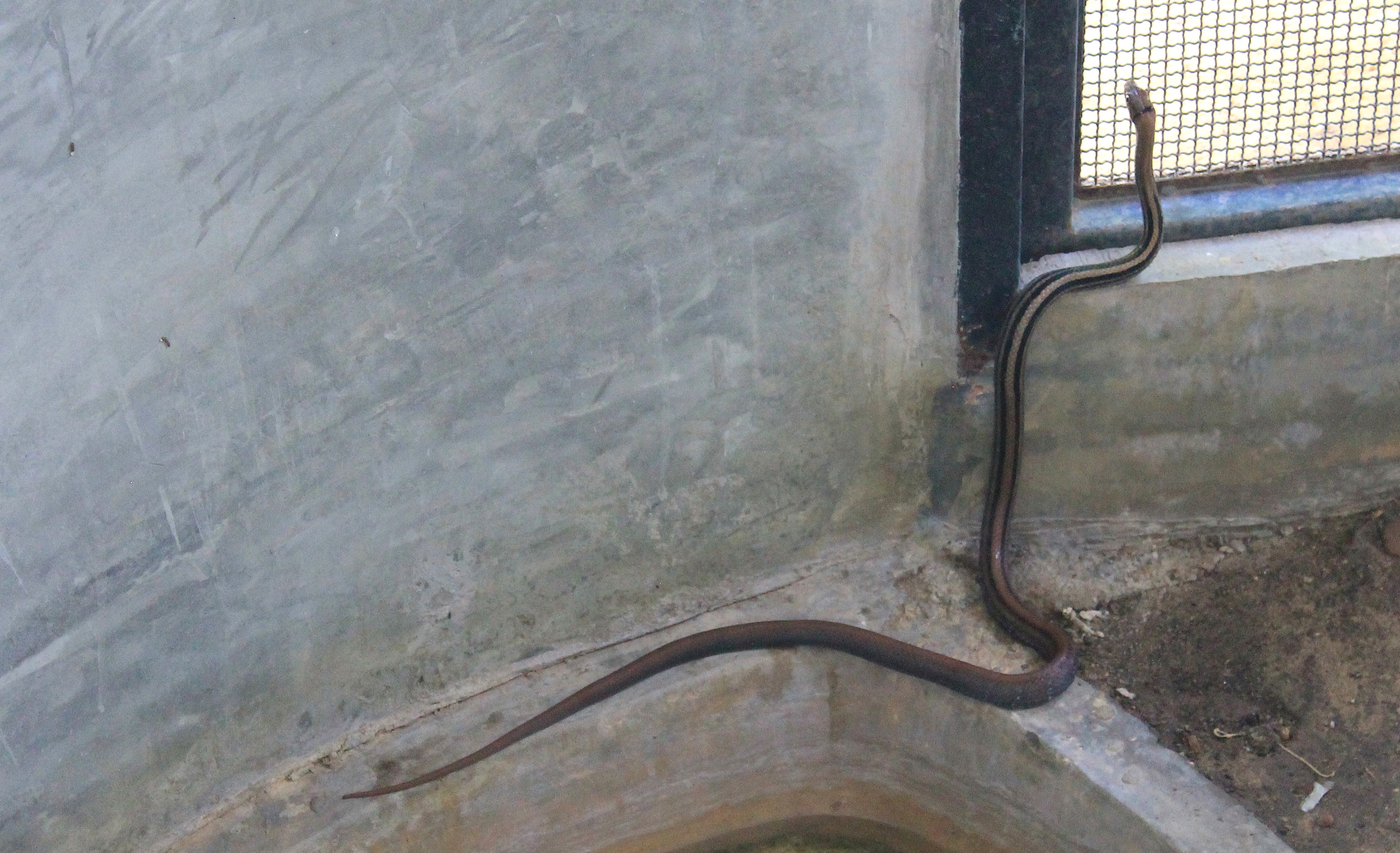 Copperhead Rat Snake (Coelognathus radiatus)