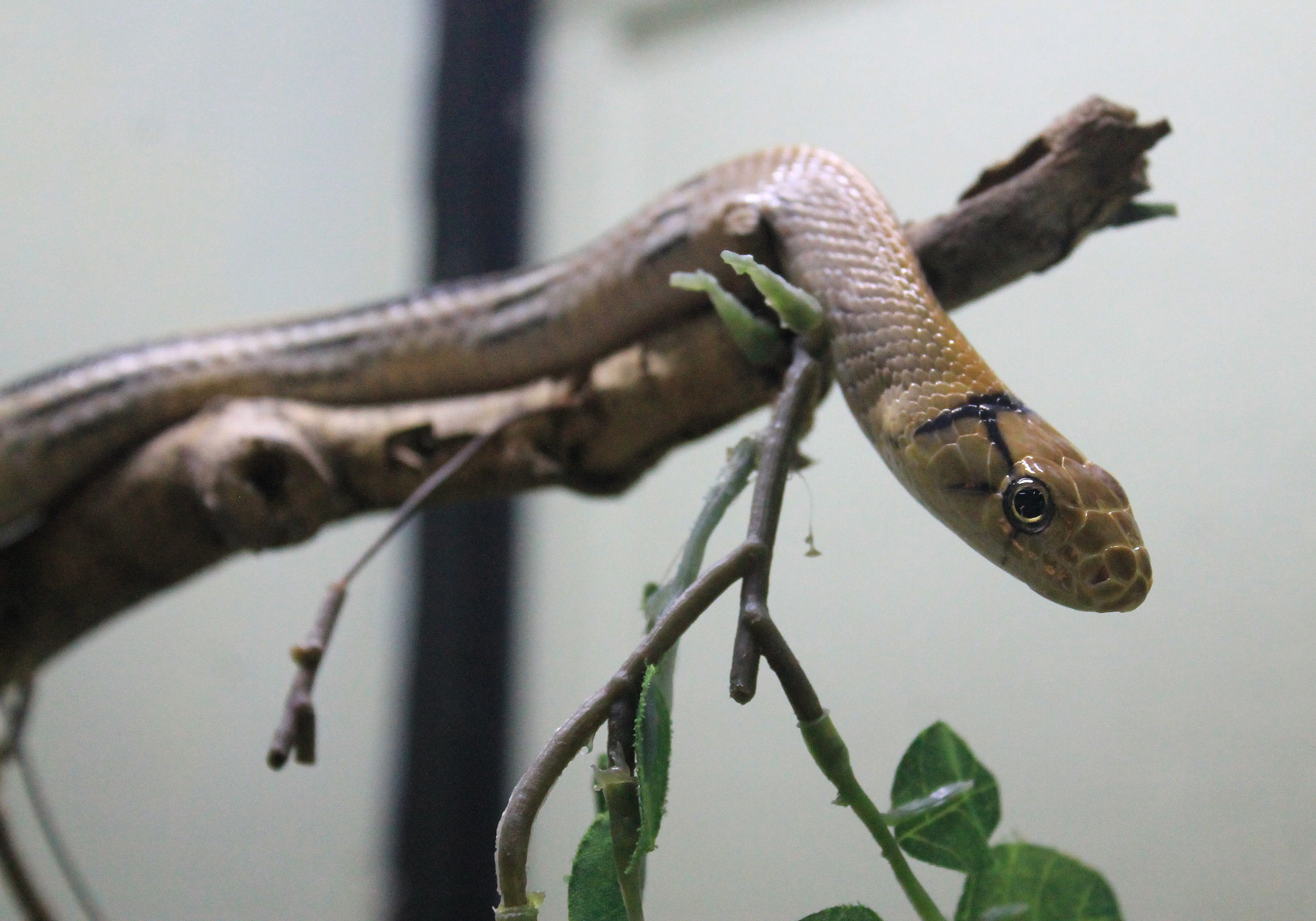 Copperhead Rat Snake (Coelognathus radiatus)