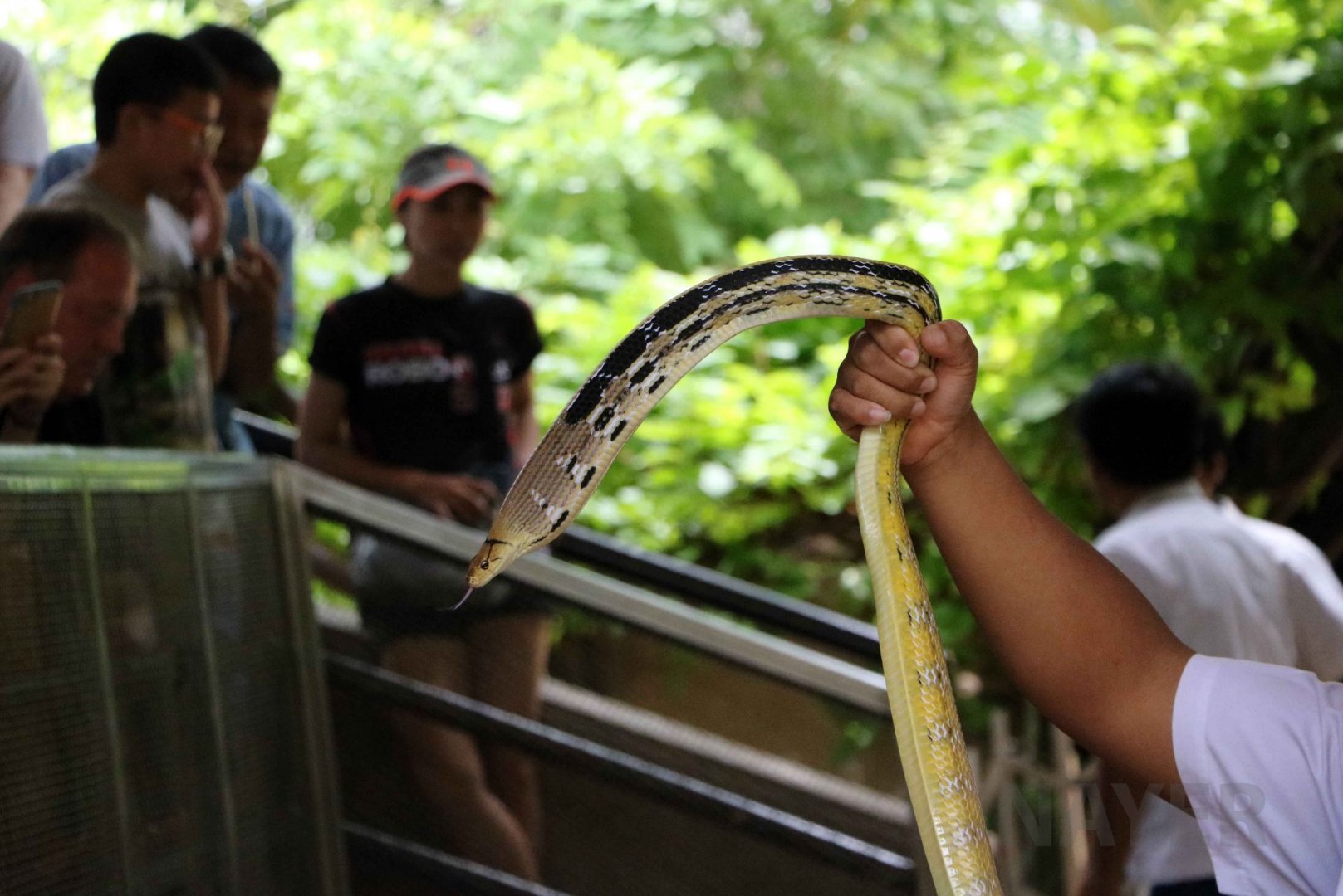 Copperhead rat snake, June 2016