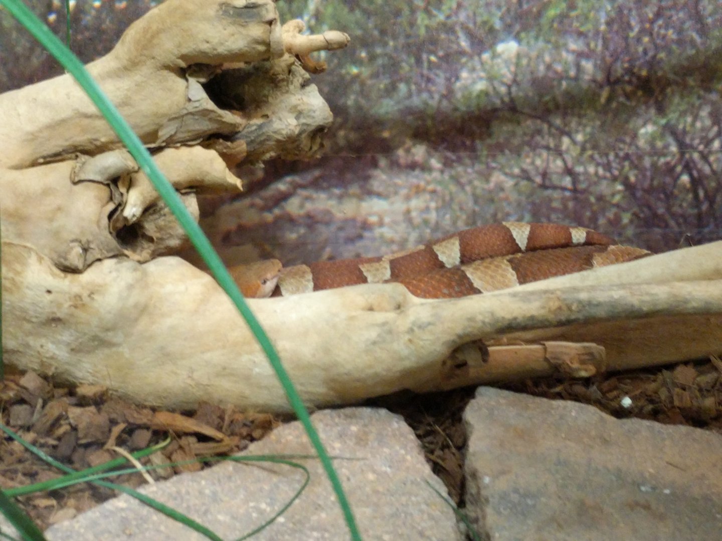 Copperhead snake