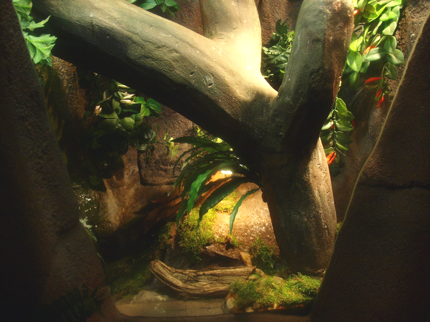 Copperhead terrarium, 2017-02-06