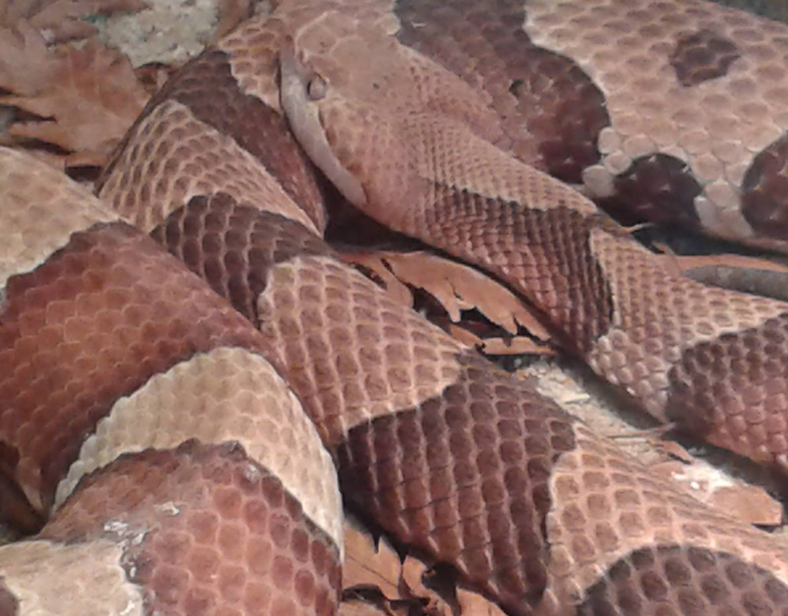 Copperhead