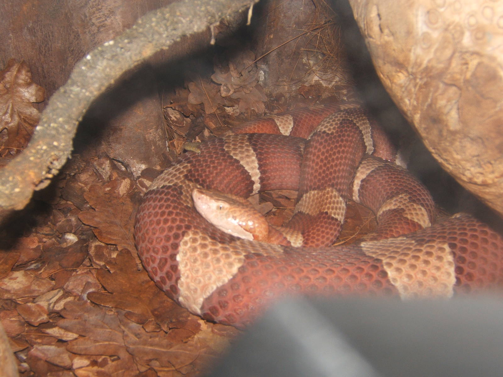 Copperhead