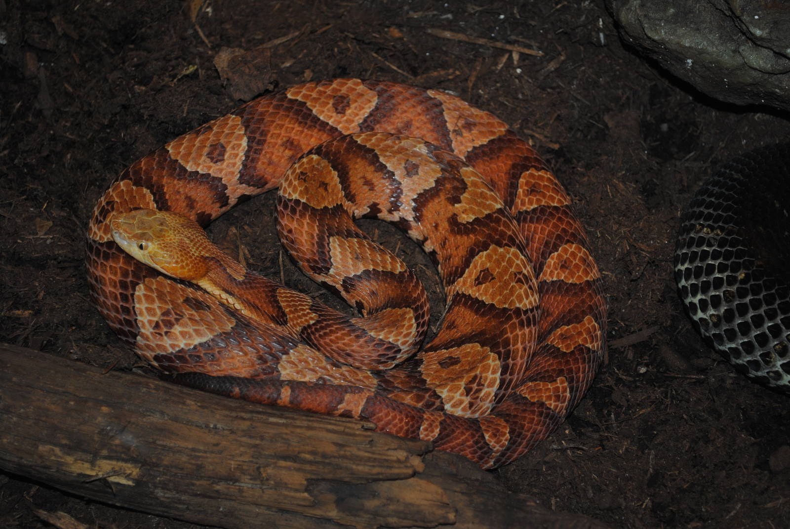 Copperhead
