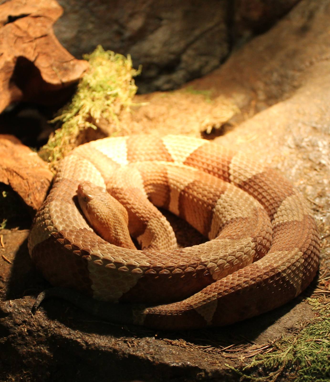 Copperhead