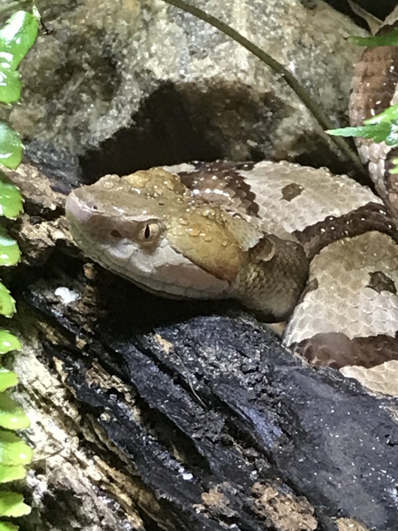 Copperhead