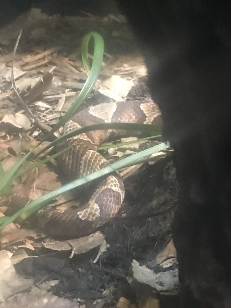 Copperhead
