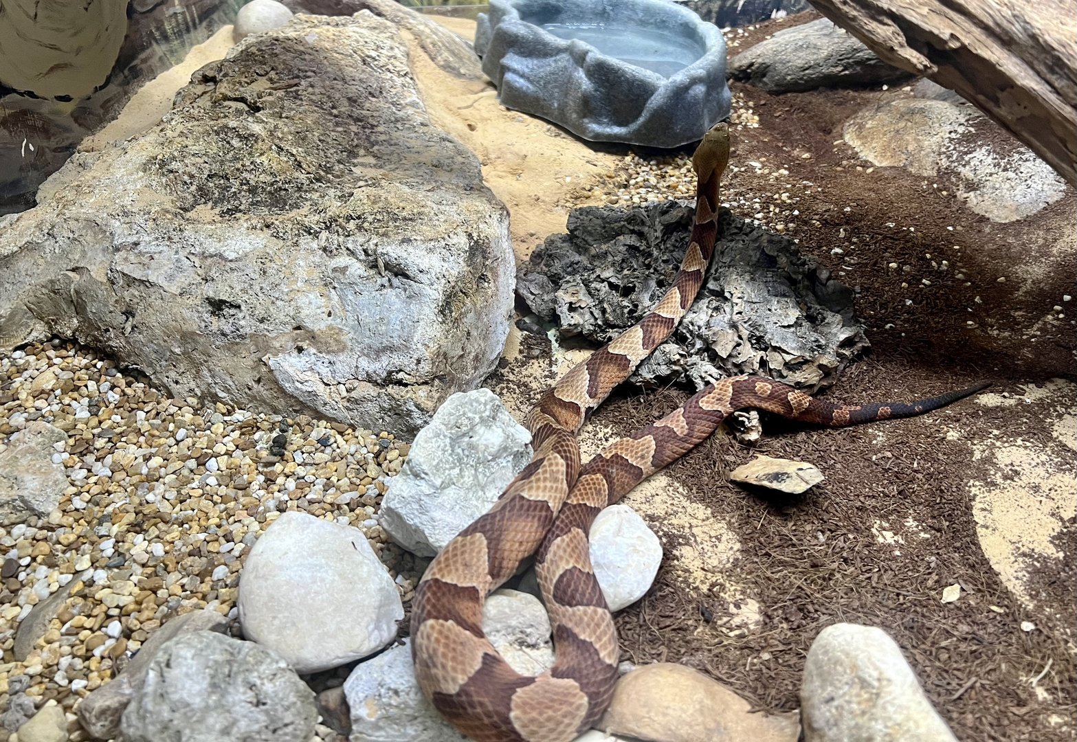 Copperhead