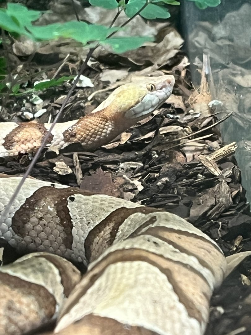 Copperhead