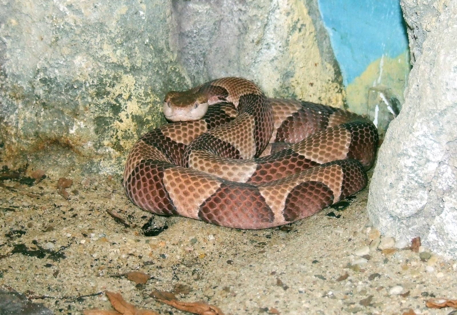 Copperhead