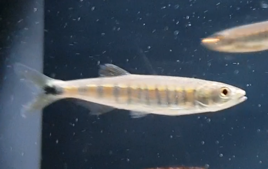 Coppernose barb - Raiamas christyi