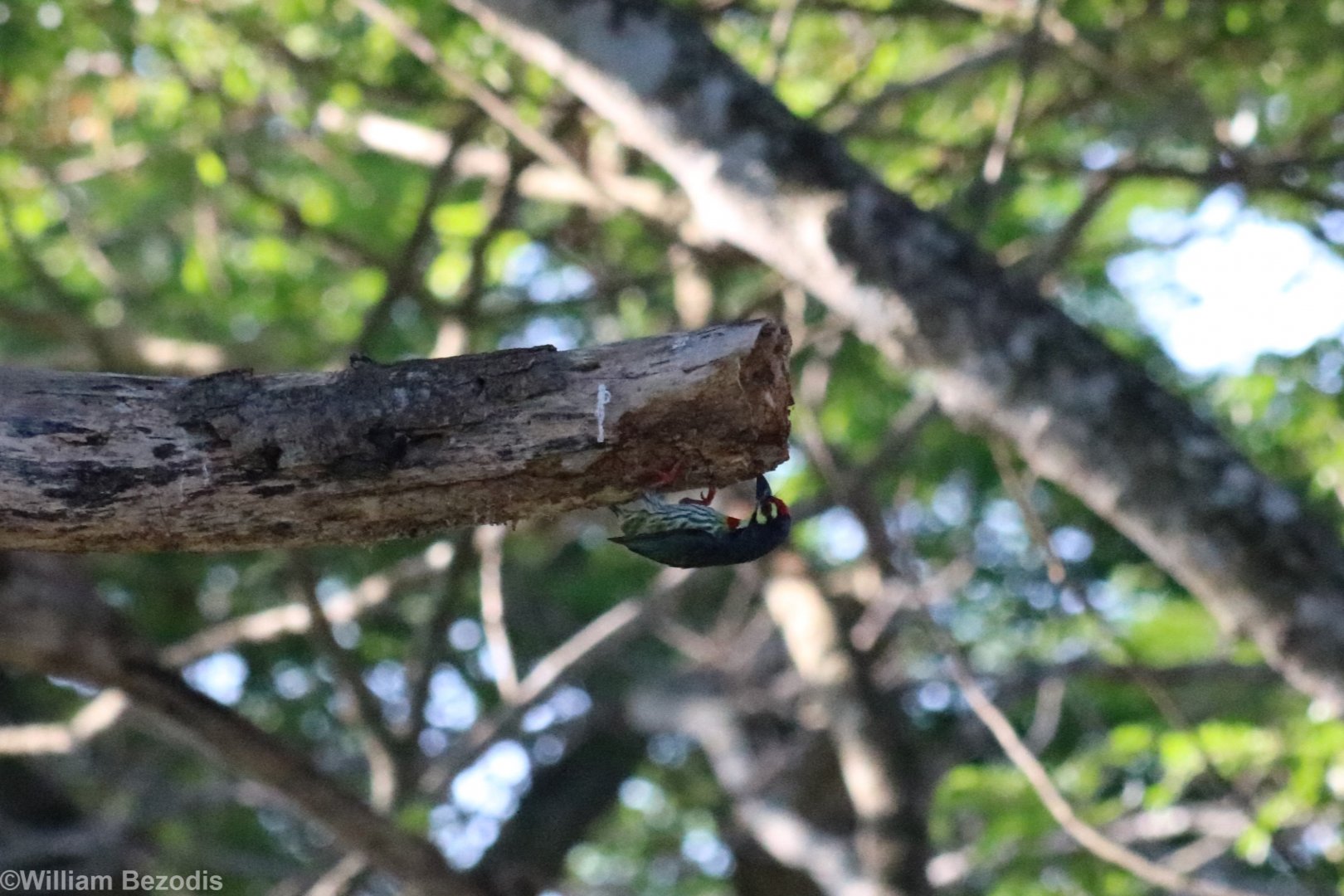 Coppersmith Barbet - Bang Pra Non-hunting Area