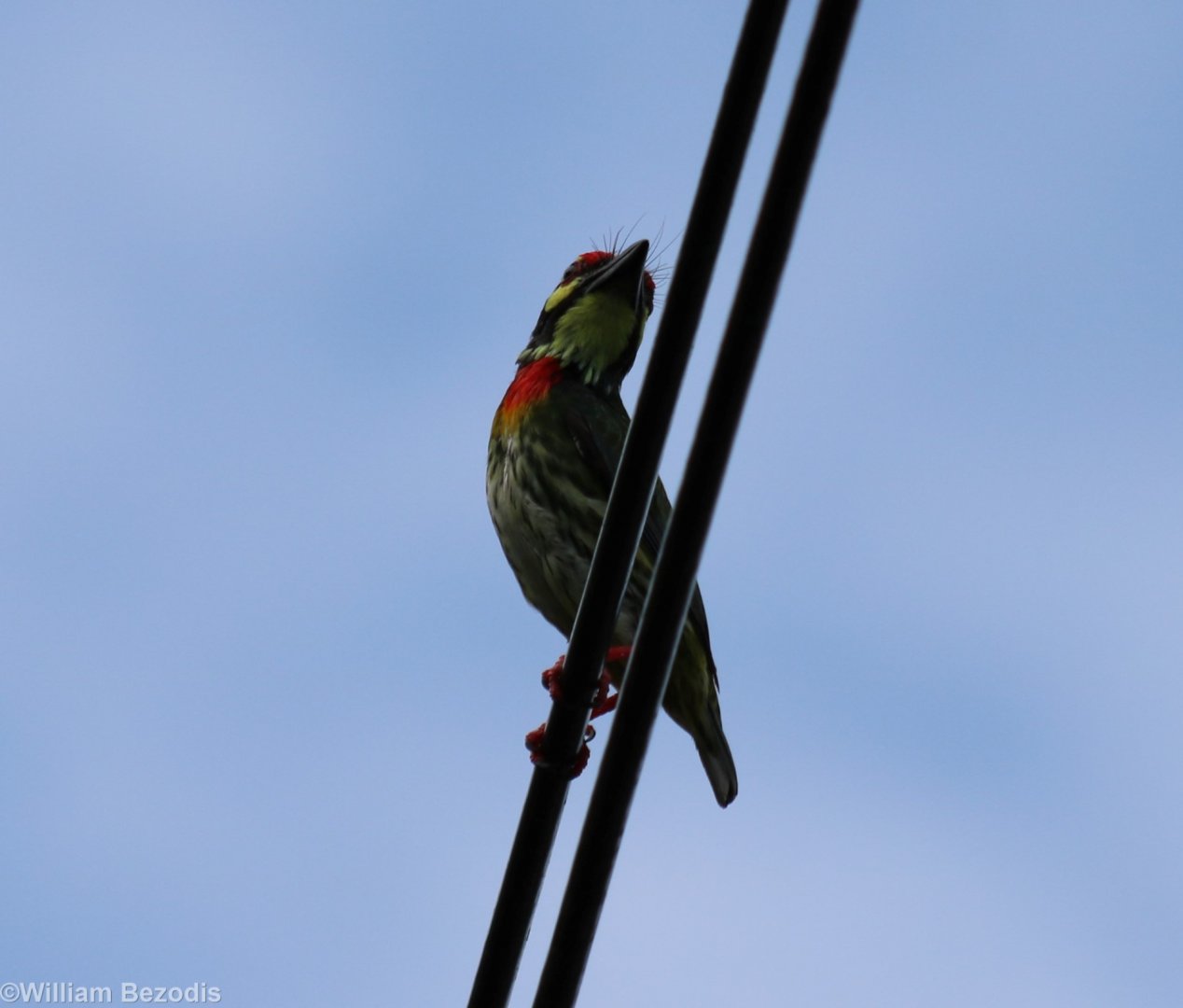 Coppersmith Barbet - Bangkok Suburbs