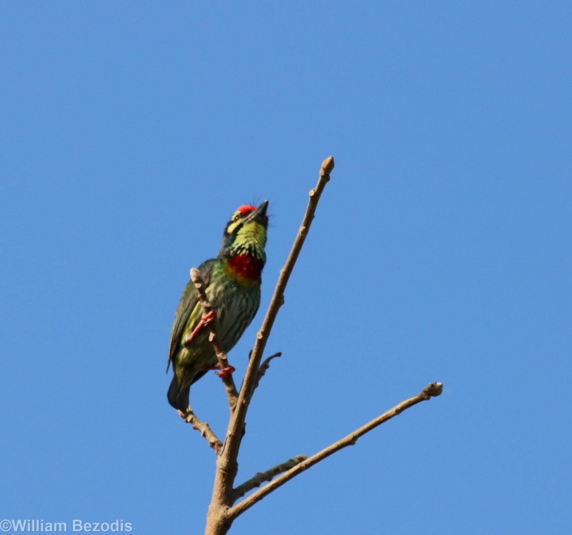 Coppersmith Barbet - Bangkok