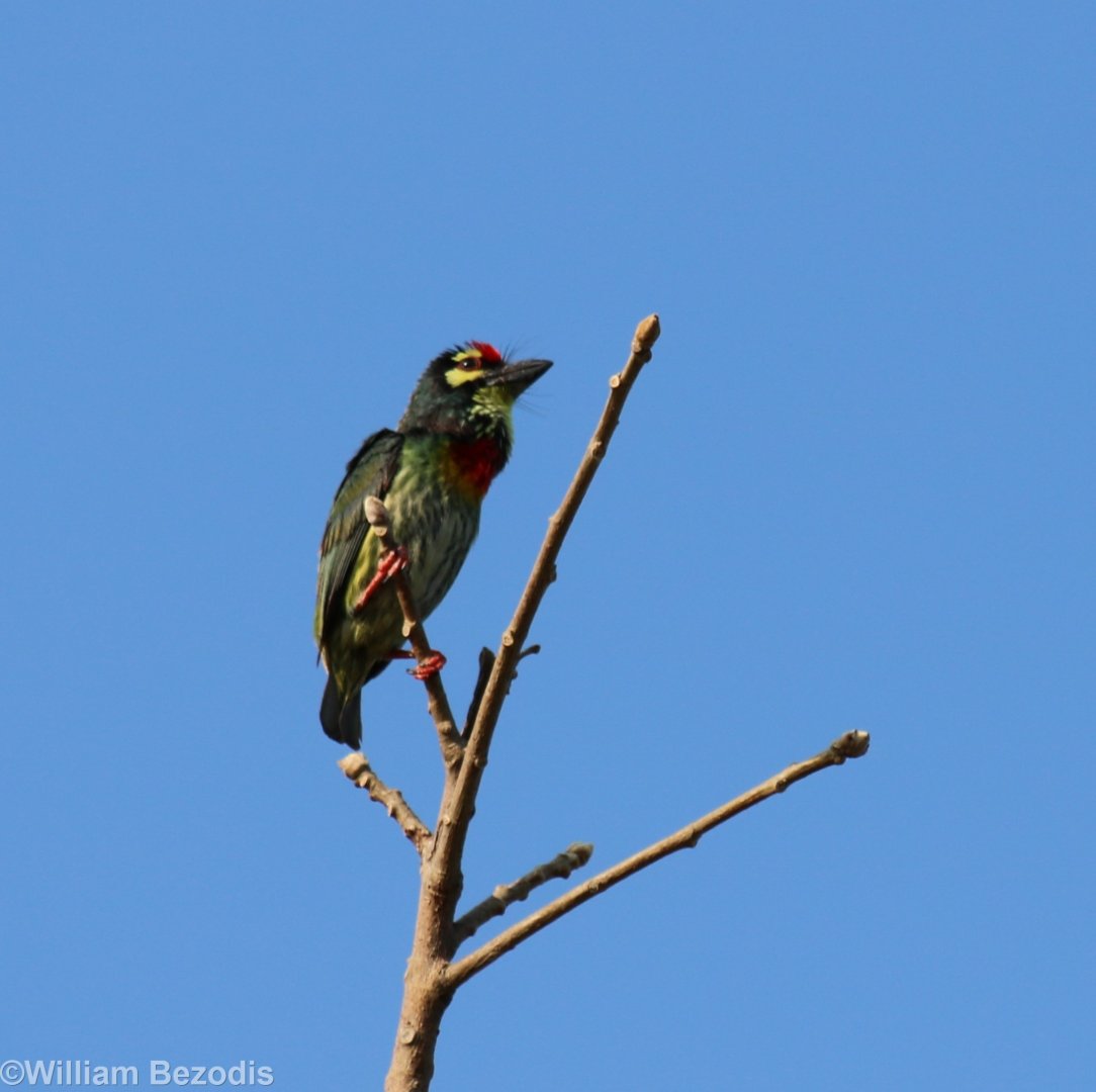 Coppersmith Barbet - Bangkok