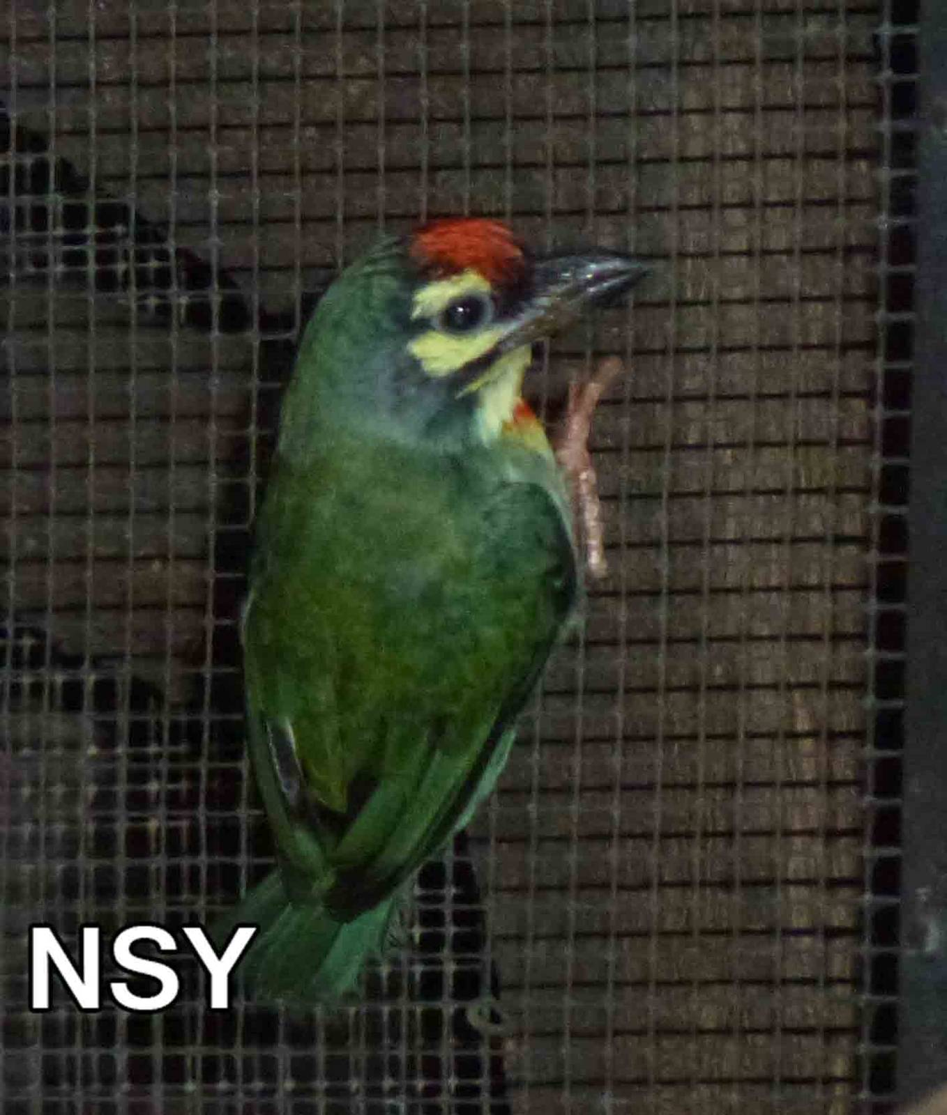 Coppersmith barbet, June 2013.