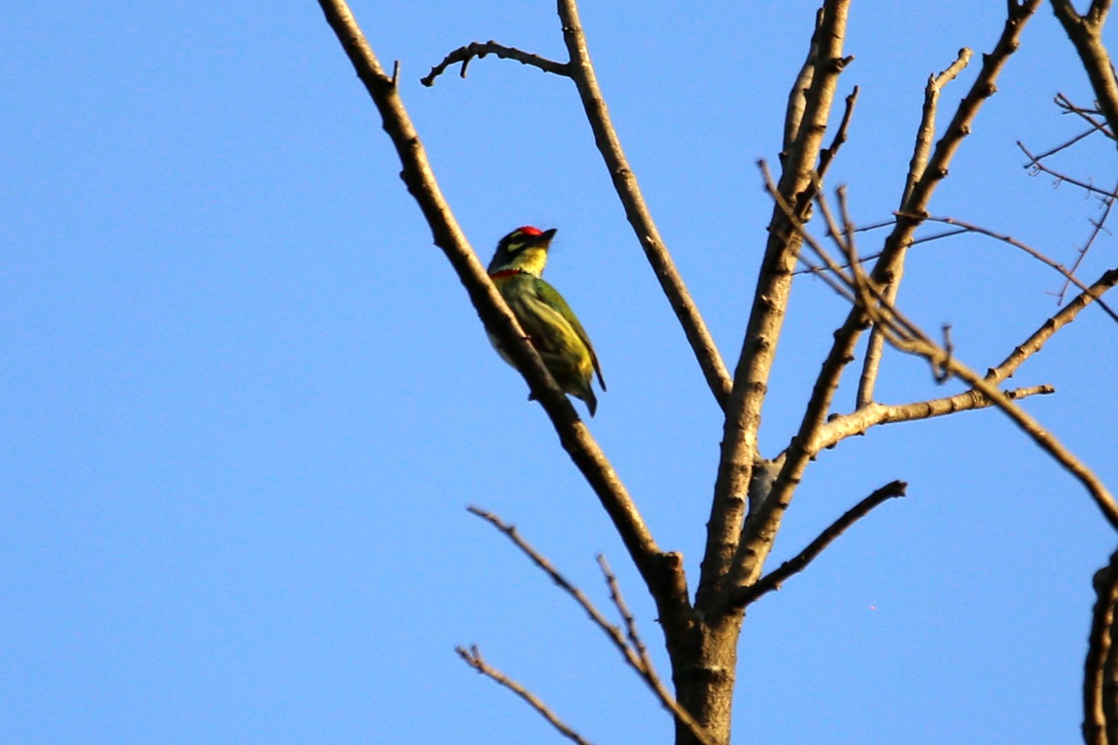 Coppersmith Barbet (Psilopogon haemacephalus)