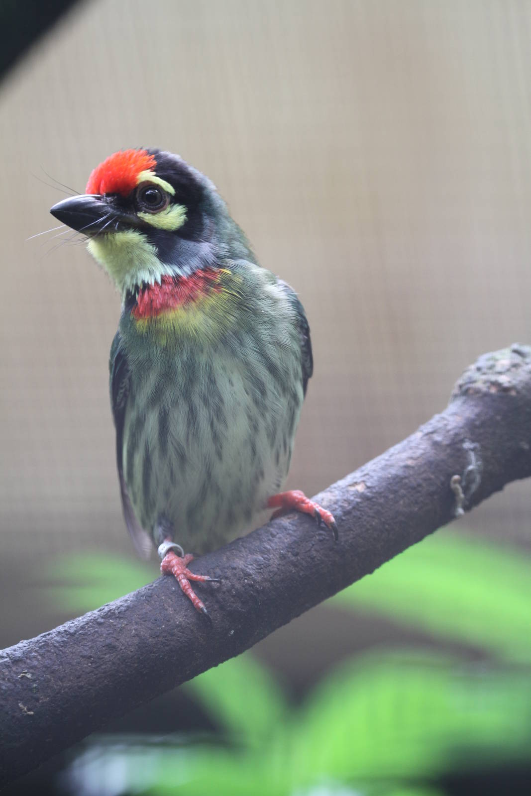 Coppersmith Barbet