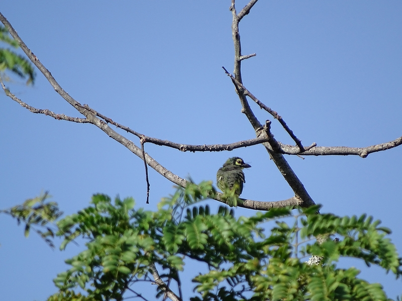 Coppersmith barbet