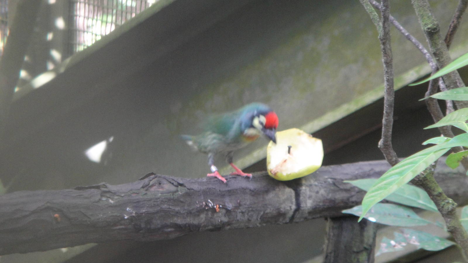 Coppersmith (Megalaima haemacephala)