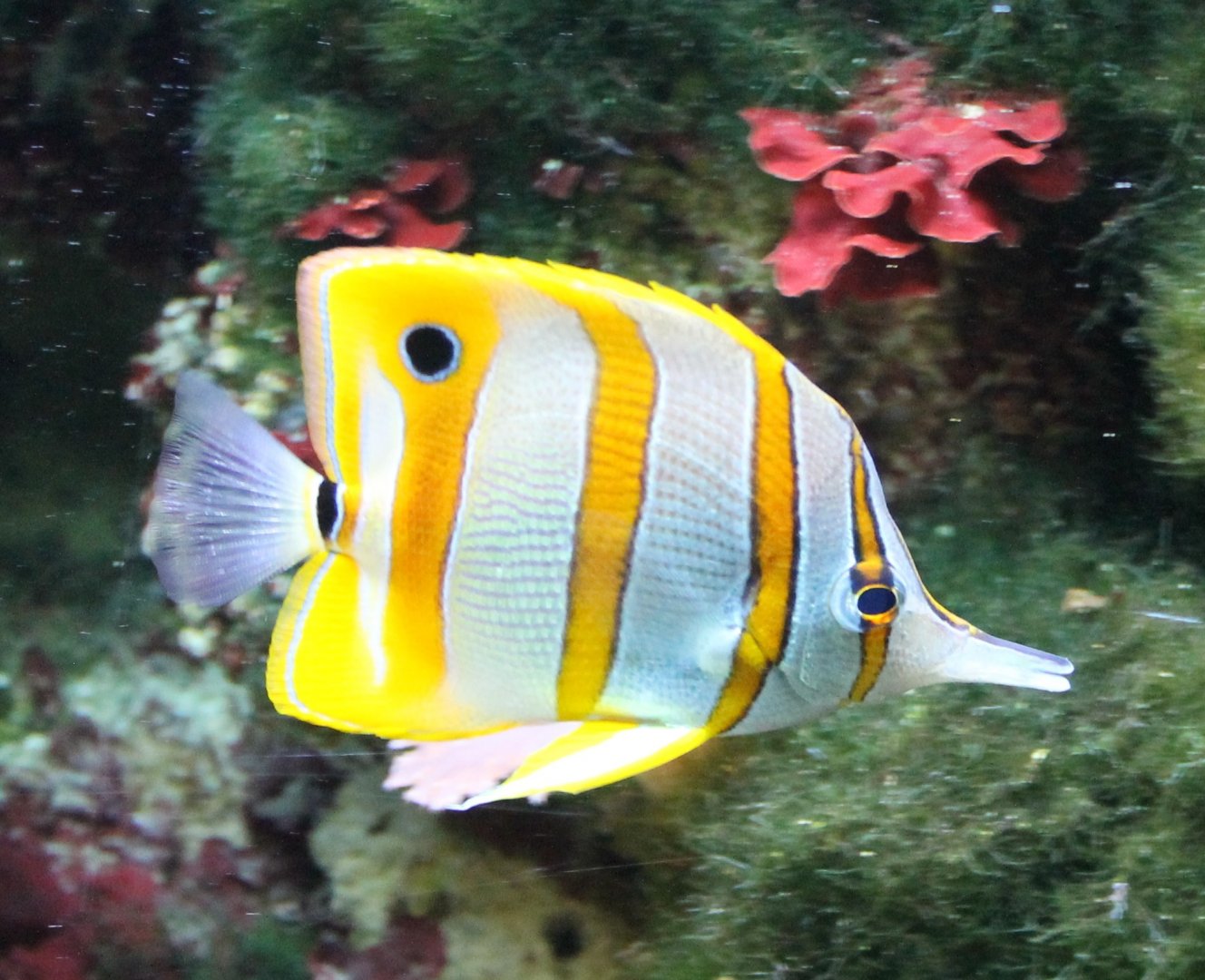 Coppery-band butterflyfish
