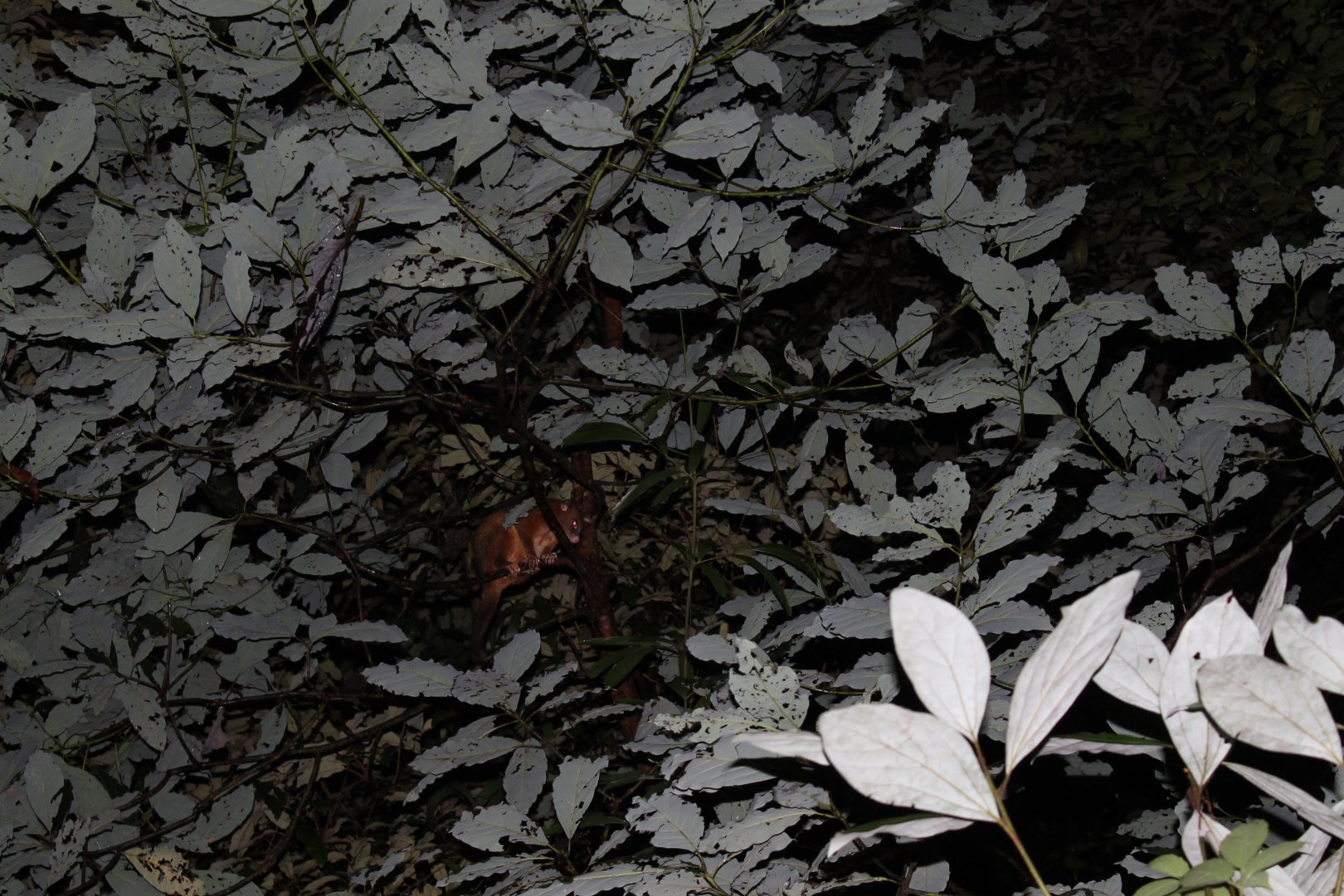 Coppery Brushtail Possum (Trichosurus johnstonii)