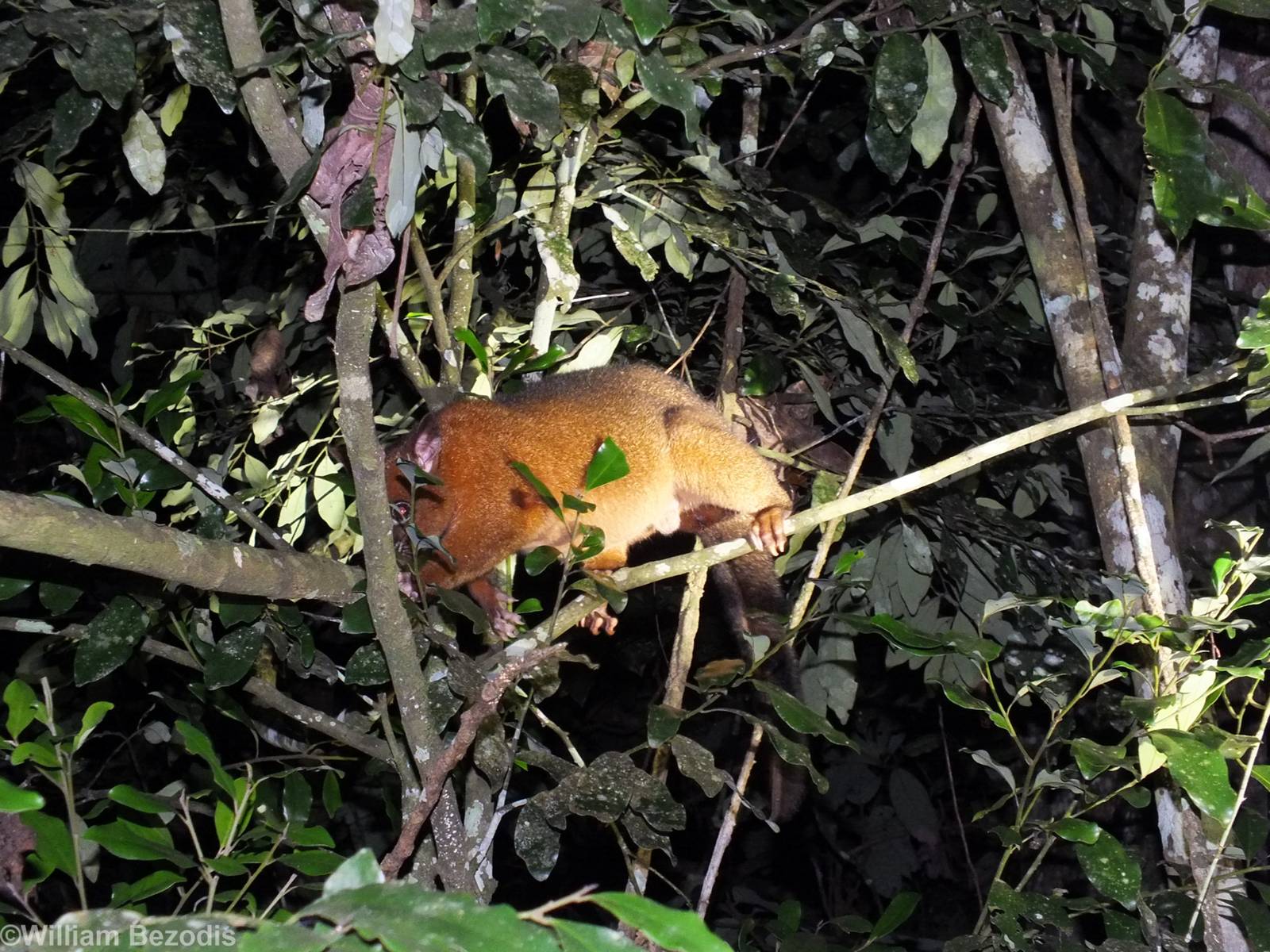 Coppery Brushtail Possum