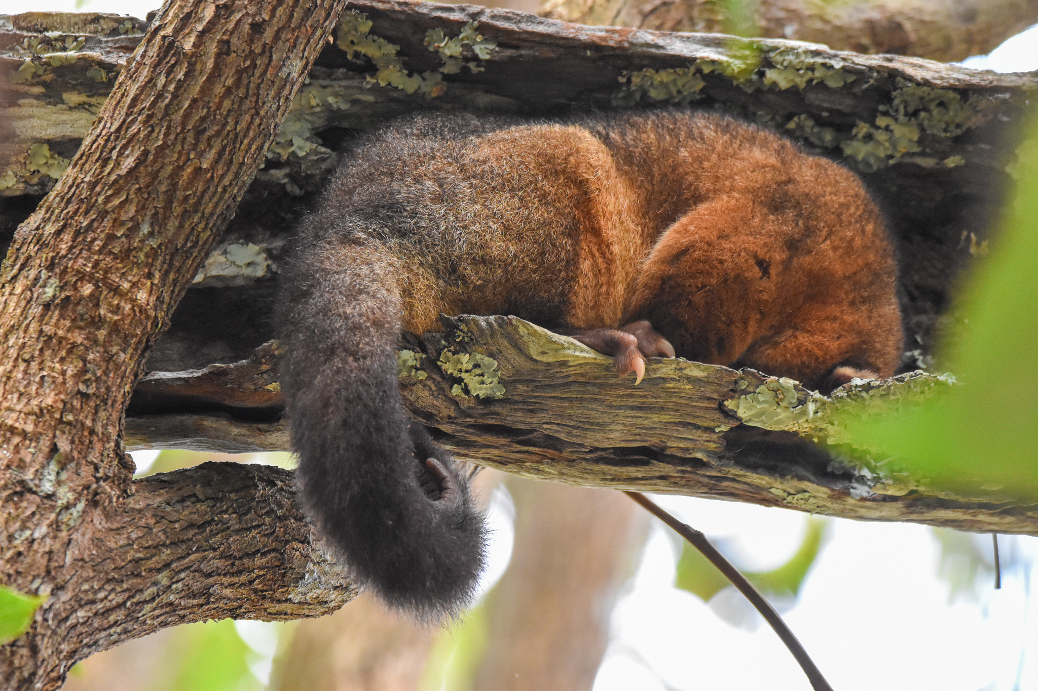 Coppery Brushtail Possum