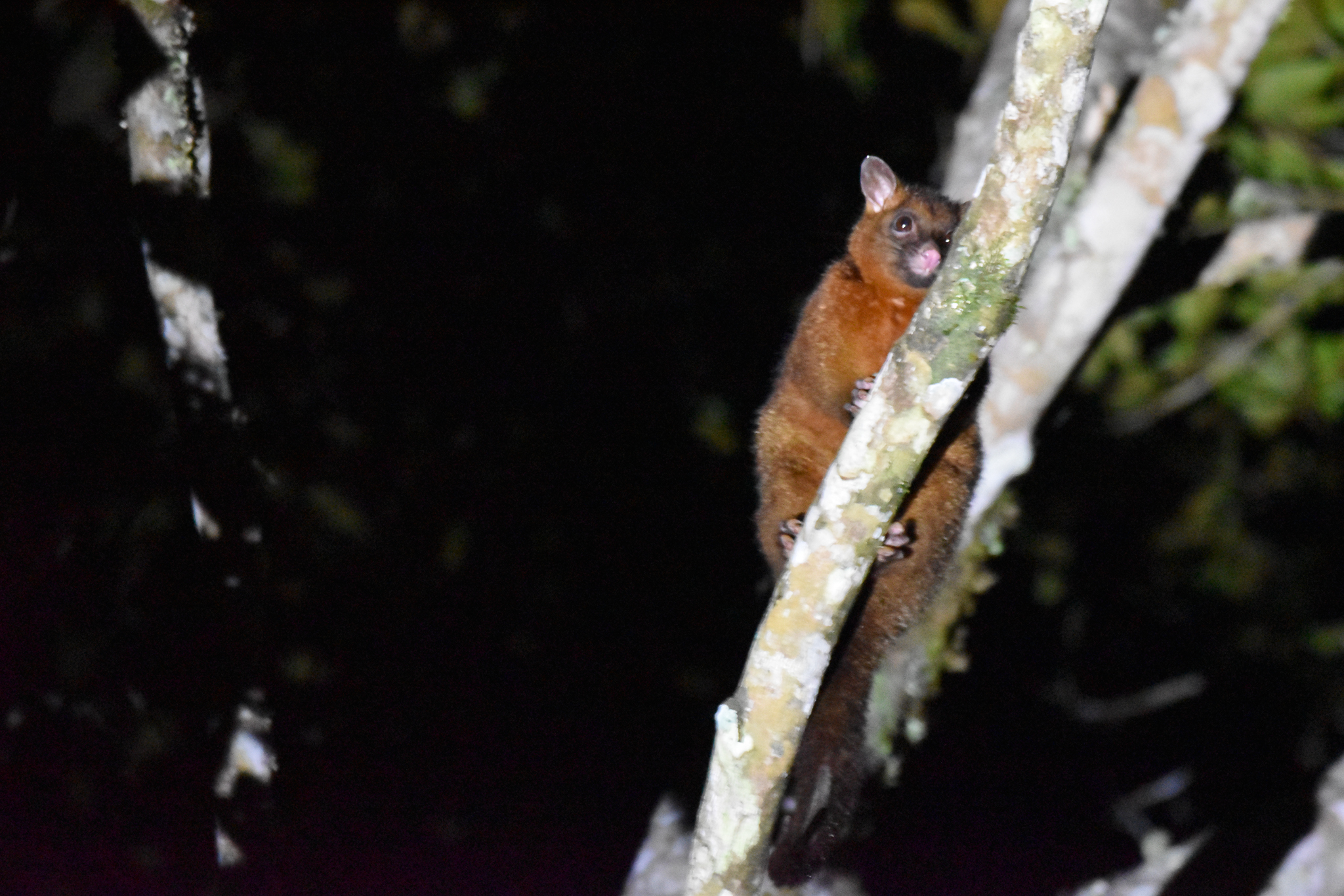 Coppery Brushtail Possum