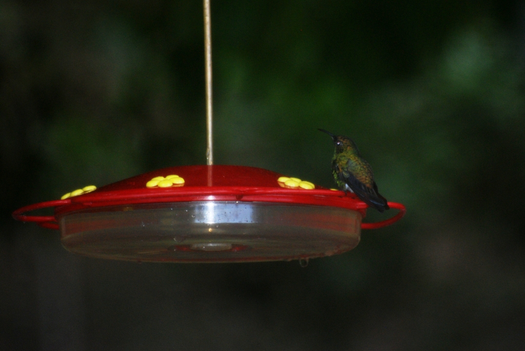 Coppery-headed Emerald at Curi Cancha, 20/04/14