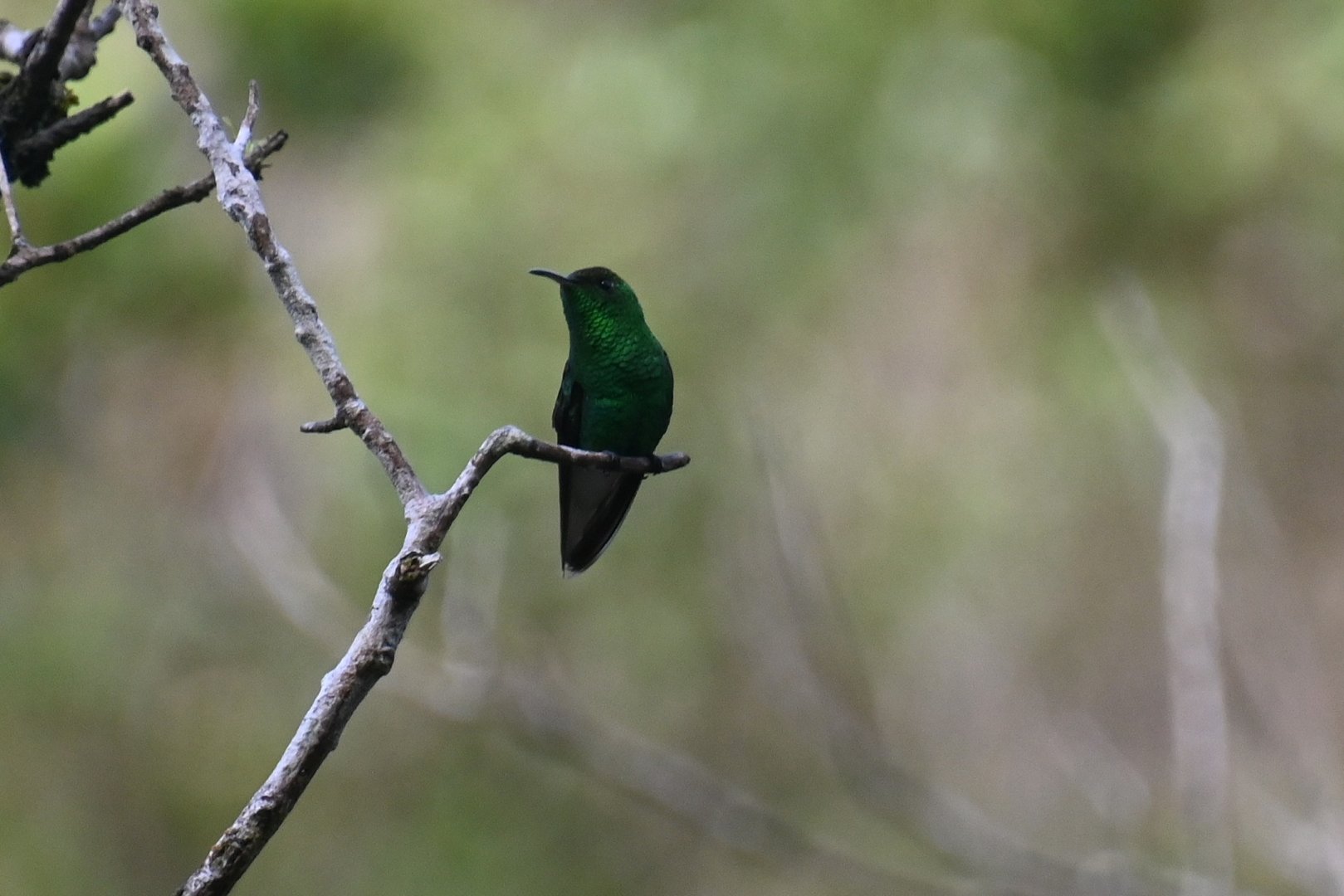 Coppery-headed emerald (Elvira cupreiceps)