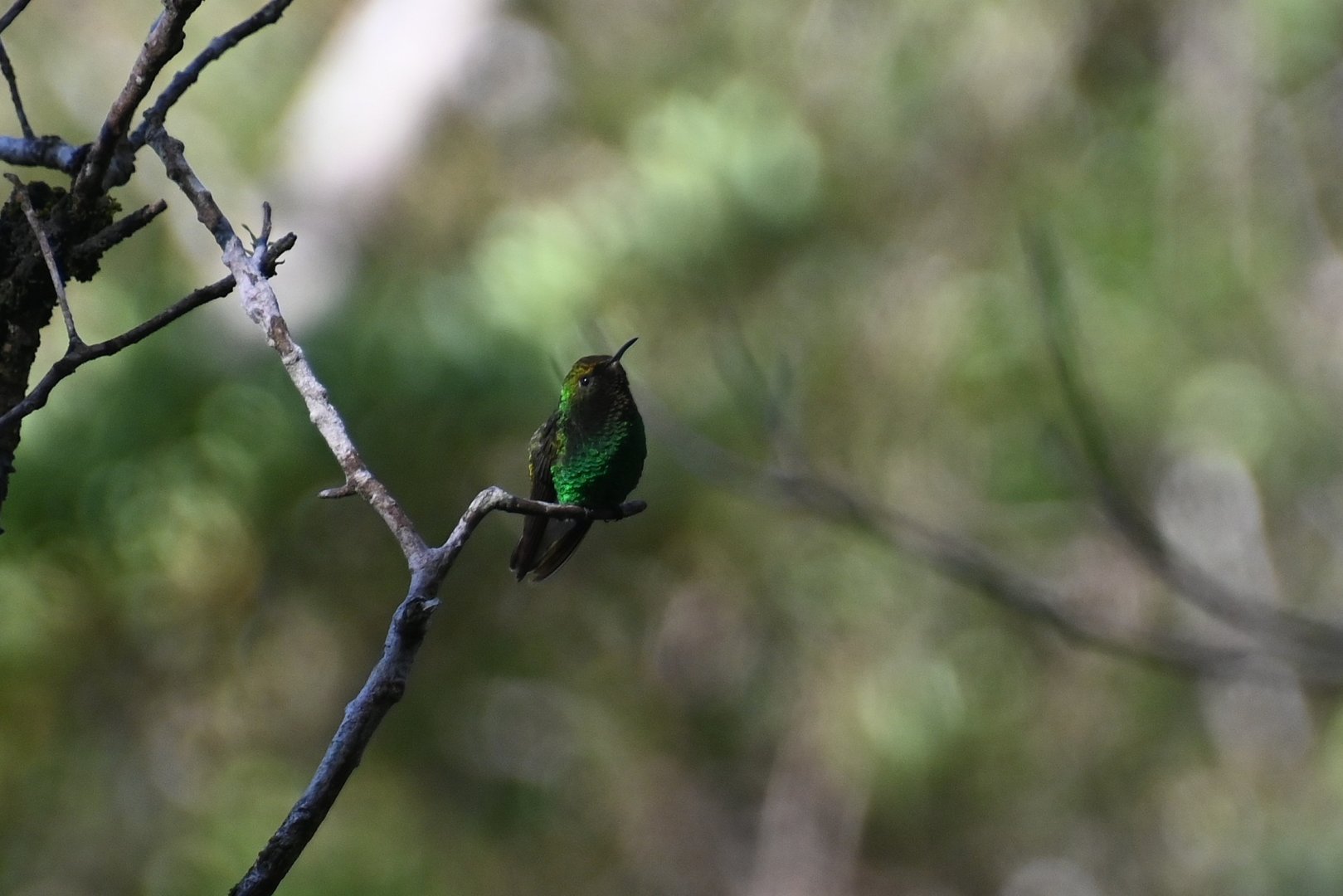 Coppery-headed emerald (Elvira cupreiceps)